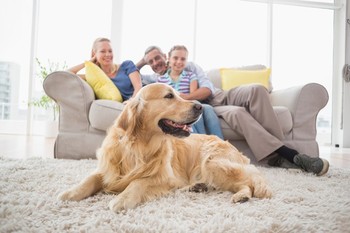 Carpet Cleaning in Montgomery by Whole House Cleaning and Restoration
