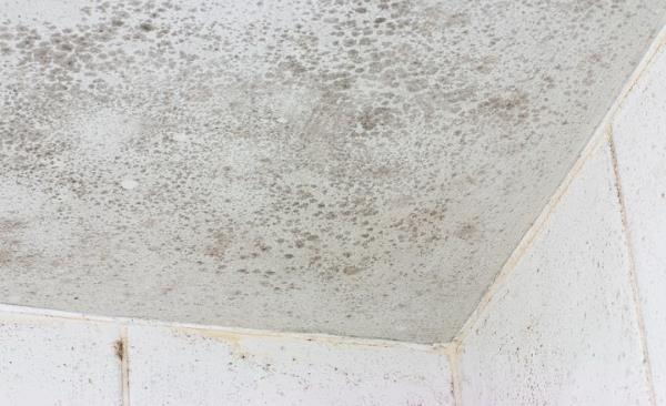 Mold Remediation by Whole House Cleaning and Restoration