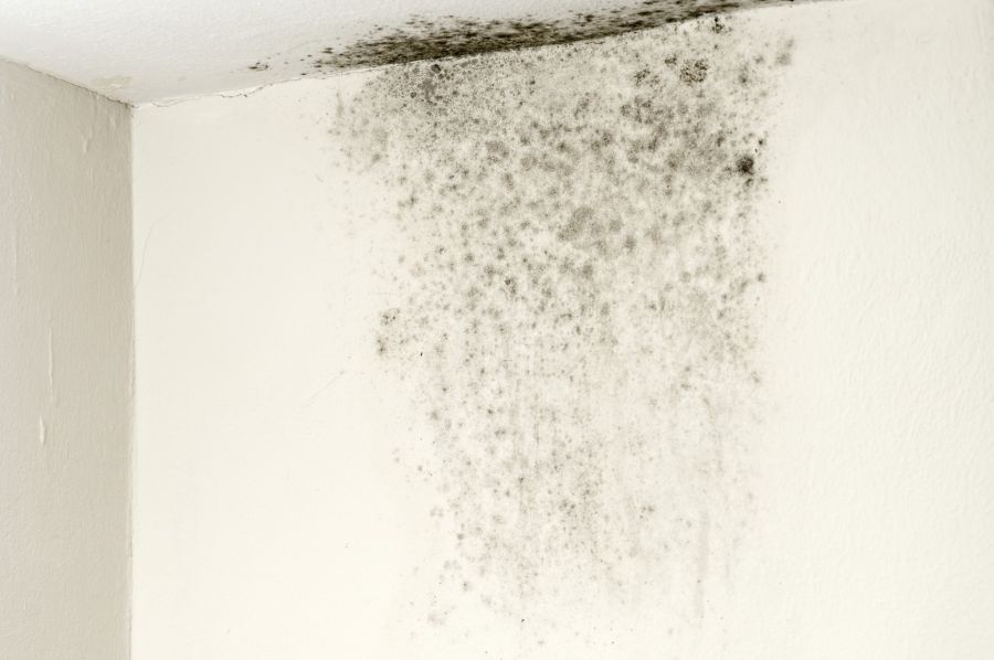 Mold Remediation by Whole House Cleaning and Restoration